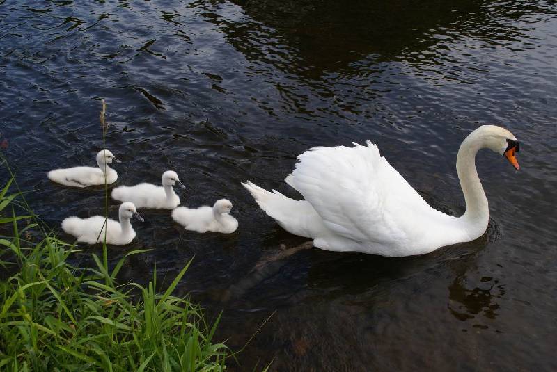 Schwaene auf der Sauer Bild Nr.037